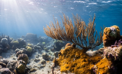 Snorkel the Hidden Reef